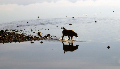 ocean dog pets reflection dogs water germanshorthair gsp huntingdog gsps
