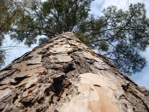 tree pine