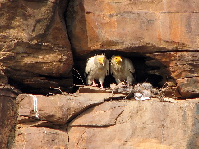 Egyptian Vultures