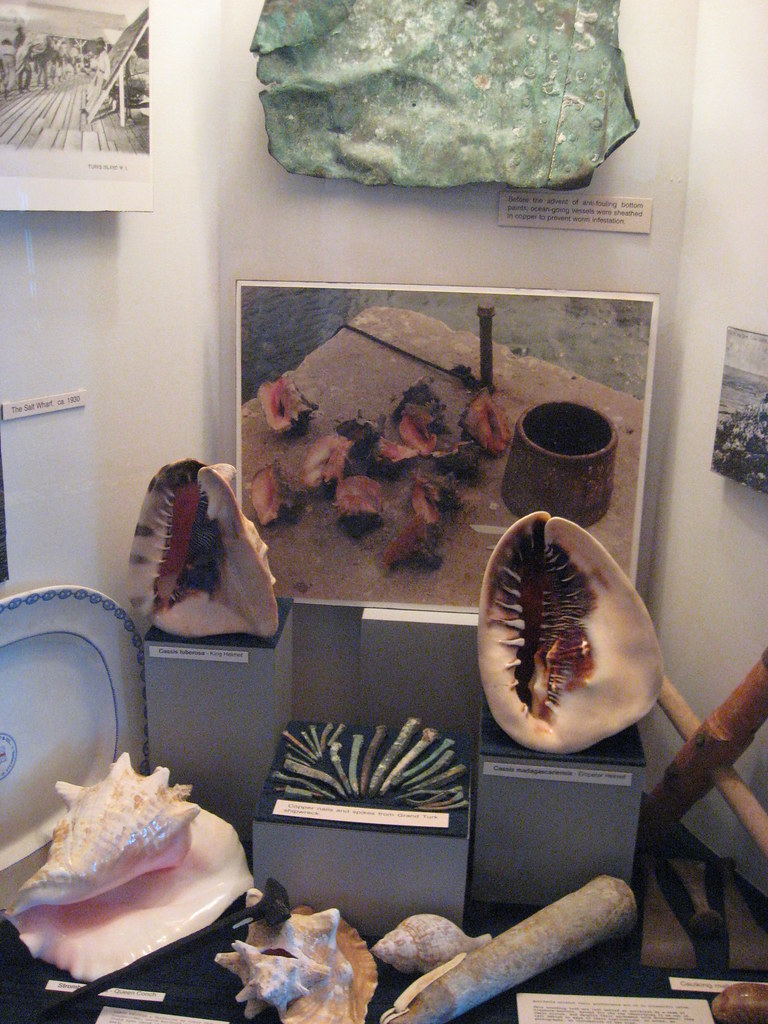 conch display