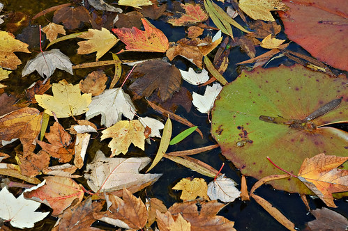 autumn fall zoo birmingham alabama