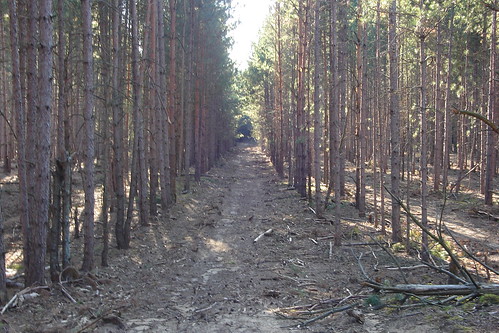 camping trees treefarm hesperiami