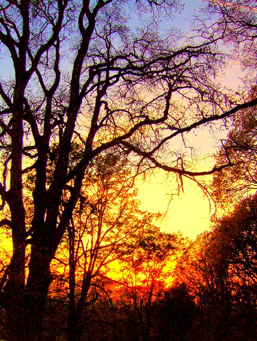 travel trees sunset sky oregon garden spring silverton silhouettes pete picnik 2007 oregongarden pete4ducks peteliedtke
