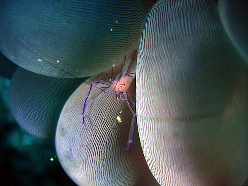 macro indonesia nikon underwater sub shrimp scuba sulawesi manado coolpix5900 crostacei bunaken siladen invertebrati