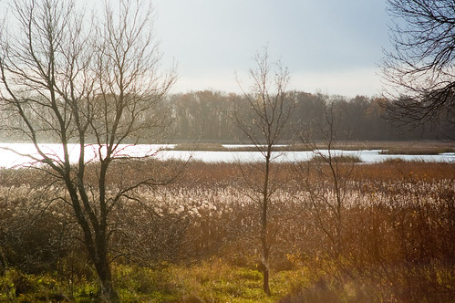 morning autumn trees brown lake fall nature water minnesota sunrise pond cattails marsh waseca