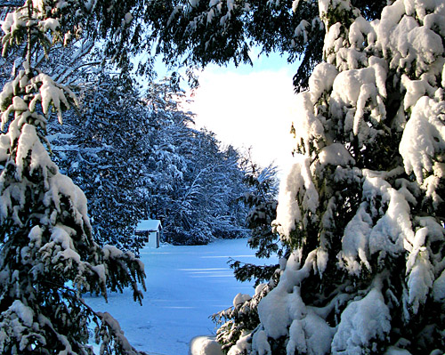blue white snow pine nature tree snowy frame vie shadows hut heart winter canada baysville muskoka peaceful quiet rural country 2007 happysleepy magdawojtyra happysleepycom artistlife