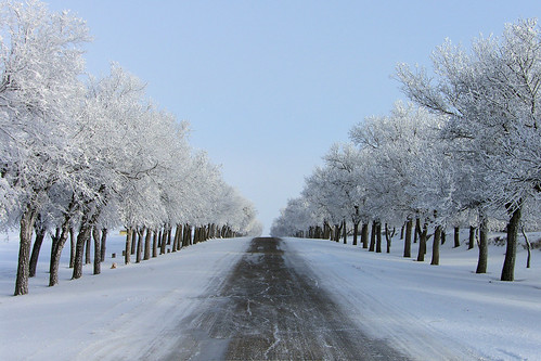 road street trees winter snow cold tree beauty frost peaceful calm regina saskatchewan natures lined