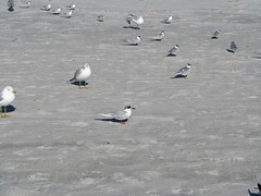 Terns and seagulls