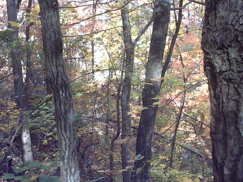 fallfoliage mountainbiking oakmountain