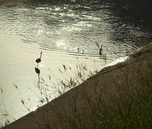 water birds glitter walking texas shadows houston bayou serenity morningview