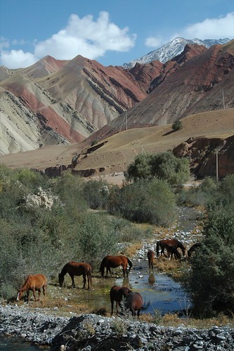 horses mountains landscapes centralasia kyrgyzstan dpn pamirs oshtomurghab alayvalley
