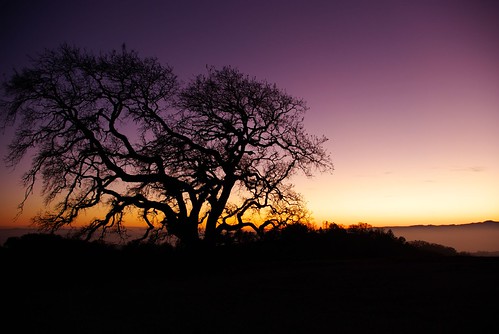 trees sunset silhouette night geotagged pentax aficionados henrycoestatepark smigol pentaxk10d smcpda1855mmf3556al stephenmigol