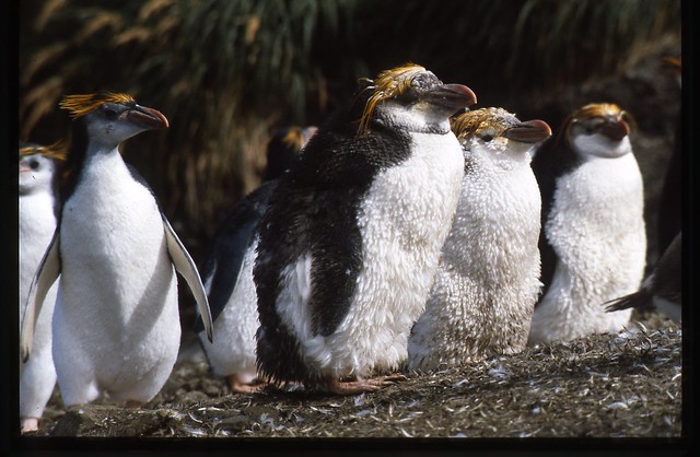 Royal Penguins in the sub Antarctic