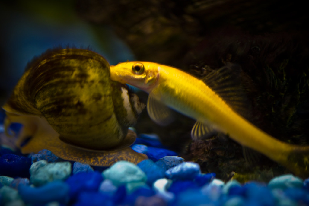 9 Best Algae Eaters for Freshwater Aquariums - ClubFauna
