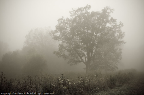 morning trees mist fall nature fog landscape flora salem 2007 lightroom canoneos350 baxteropenspace ©andhuballrightsreserved andrewhubbell andhub