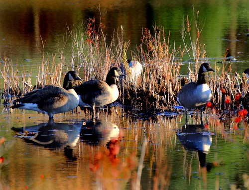 water reflections pond massachusetts canadiangeese westfield inspire migrating honkers excellantphotographersawards