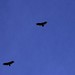 three big birds (hawks?) soaring overhead    MG 2076