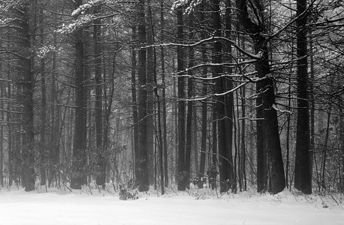 winter mist snow forest 35mm ma woods nikon kodak f3 boylston bw400cn