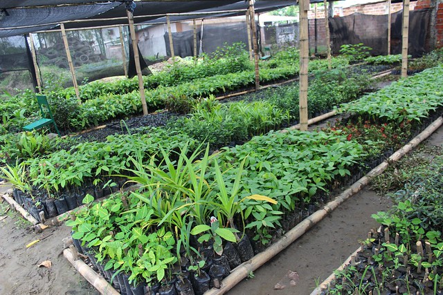 La Municipalidad impulsa siembra de plantas de cacao, trece mil de ellas serán donadas