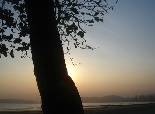 sunset sea brazil tree beach silhouette brasil searchthebest hills santos tropical 2008 atlanticocean