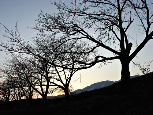 trees sunset japan 日本 toyama 富山 南砺 nantoshi