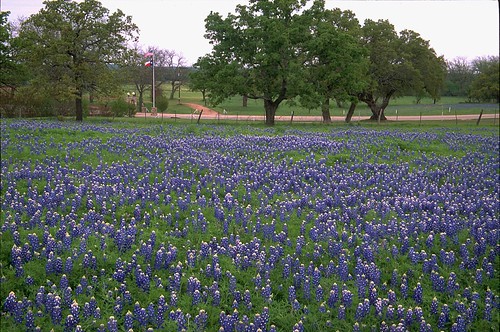 flower film landscape geotagged spring flora texas mason bluebonnet wildflowers hillcountry bluebonnets lupine filmscan stateflower texaswildflowers lupinustexensis masoncounty texasstateflower