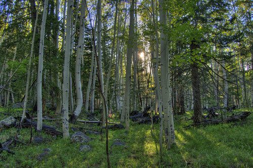 arizona forest hiking trail flagstaff wilderness hdr pentaxk20d