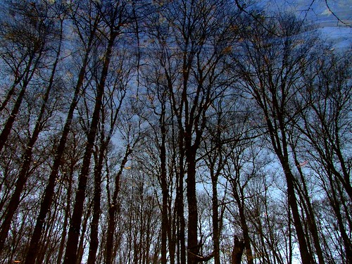 ohio interestingness cleveland explore vernalpool kirtland holdenarboretum reflectivemood treehugger007 qualitypixels