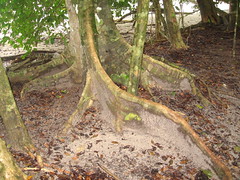 Manuel Antonio Tree Roots