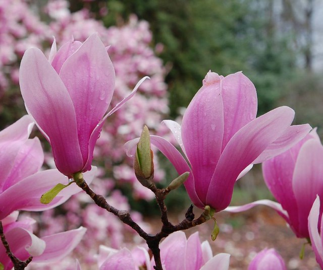 pink flowering trees a gallery on flickr pink flowering trees a gallery on flickr