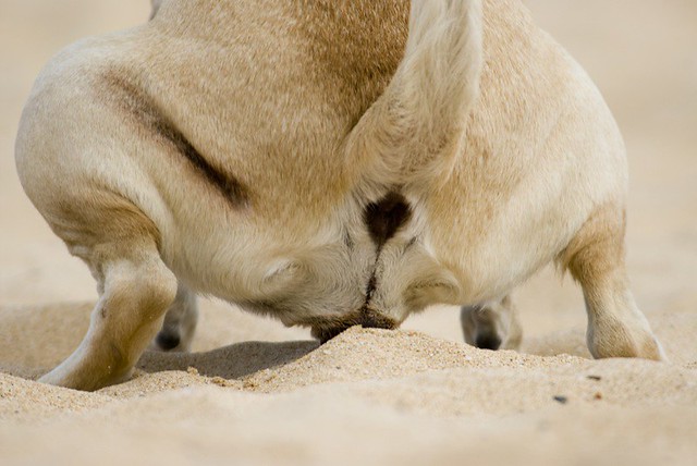 Flickr The Animal Anus Pool flickr-the-animal-anus-pool