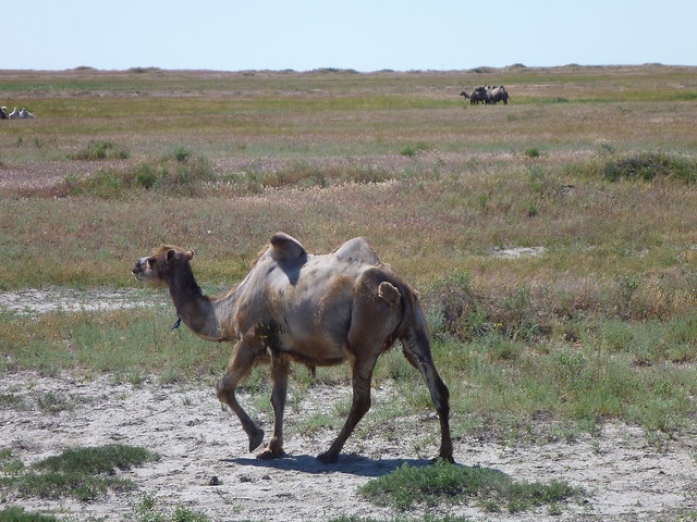 Camelstan not Kazakhstan, I think