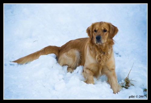 winter snow dogs animals geotagged golden december luke retriever neve inverno dicembre animali 2007 abruzzo cani laquila rovere geo:lat=421657238518528 geo:lon=135125835555549