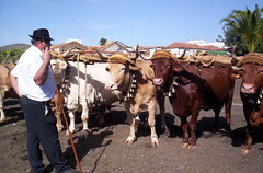 Canarian Cowboys and Preposterous Pets