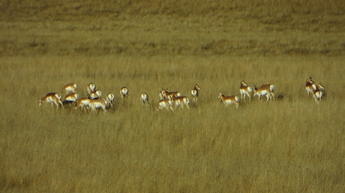 southdakota montana mt antelope wyoming grassland herd pronghorn pronghornantelope tristatearea montanausroute212 southdakotausrt212 wyomingusrt212 powderrivermontana