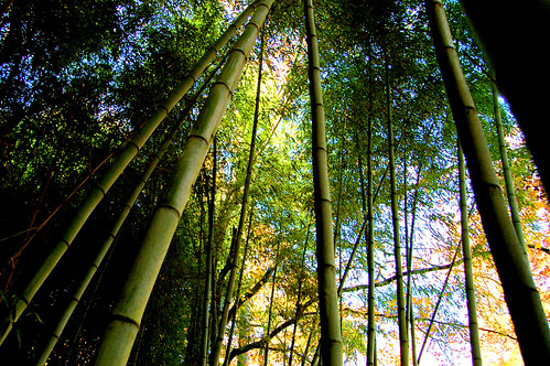 autumn trees fall nature grass forest virginia bamboo foliage va tall bucolic charlescity charlescitycounty