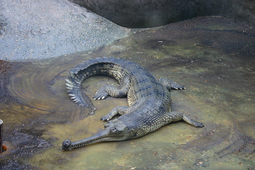 Crocodylian Species Flashcards | Quizlet