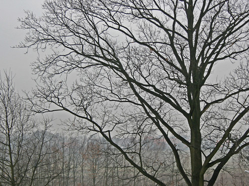 winter cold tree fog dresden day branches foggy 100views trunk february twigs barren wintry southwall grosröhrsdorf