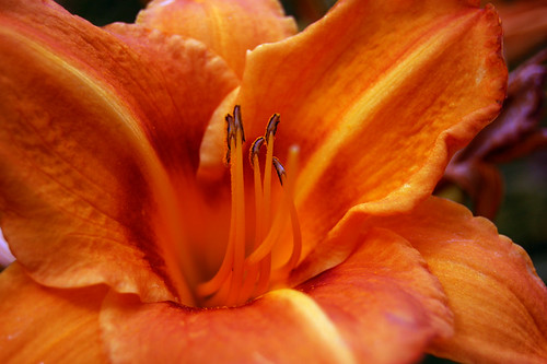 summer orange flower nikon lily latvia daylily flowerpower