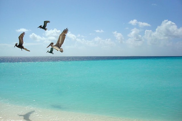 Pelicanos voando em Madrisqui / Flying pelicans at Madrisqui