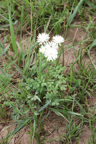 flowers august 2006 mongolia bulgan 8206 bulganaimag orkhonsum