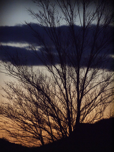 sunset tree wyoming evanston evanstonwy uintacounty evanstonwyoming