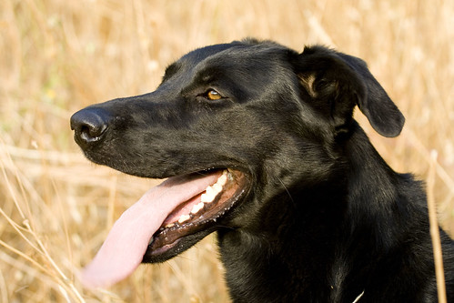 dog black beauty tongue cane labrador doggy abu nero digitaltool carlomarrasphotography