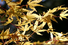 yellow japanese maple leaves with red stems    MG 5355 