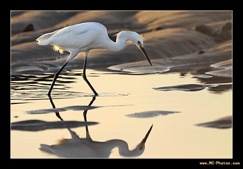 sunset bird beach heron geotagged salvador oiseau decameron diamondclassphotographer geo:lat=13533674 geo:lon=89818912
