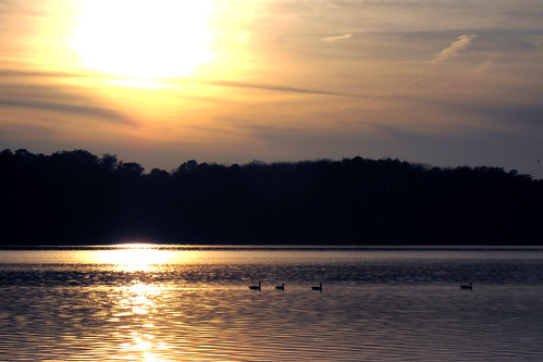 sunset lake nature canon geese wildlife nj nophotoshop southjersey goldenhour 135mm unionlake millville sd950 ixus960is sd950is