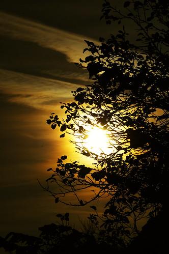 morning sky orange sun black tree leaves silhouette fog clouds sunrise dark early nebel foggy wolken äste sonne blätter sonnenaufgang baum schwarz morgens nebelig oct9 explored 2007248