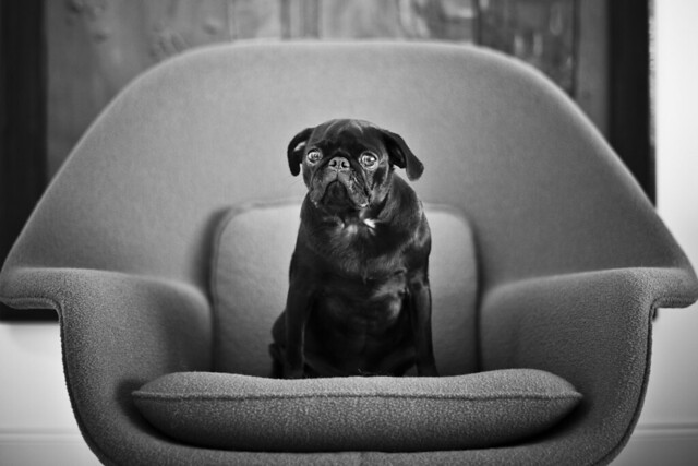 pugs - a gallery on Flickr