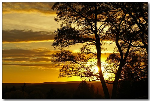 autumn sunset tree fall silhouette moscow branches idaho universityofidaho palouse