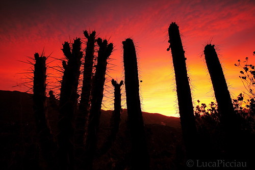 sunset cactus peru southamerica silhouette cacti evening tramonto desert bright canyon perù lp andes spiny colca deserto lupi